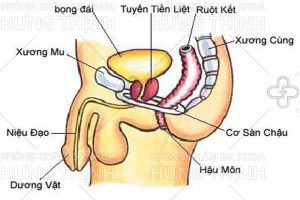 Tuyến tiền liệt và tiền liệt tuyến là gì ?