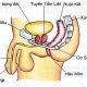 Tuyến tiền liệt và tiền liệt tuyến là gì ?