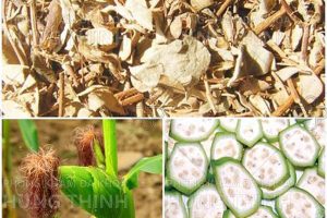 Cách chữa đi tiểu nhiều lần bằng phương pháp dân gian