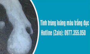tinh trùng loãng có màu trắng đục