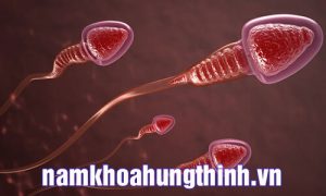 tinh trùng có máu có độc hại không